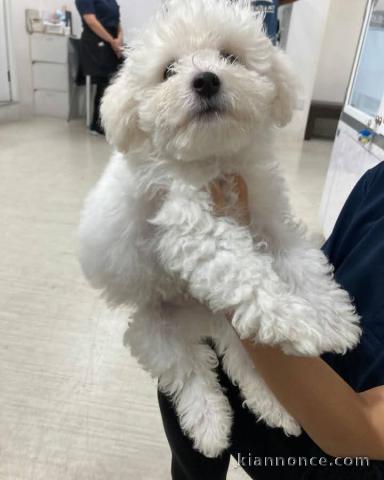 Bébé chiot bichon frisé a donner 