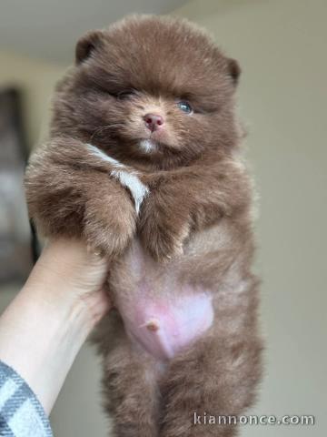 chiot spitz allemand a donner 