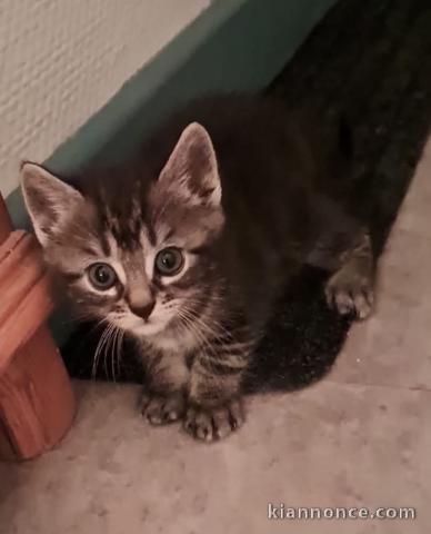 Bébé chaton Maine coon a donner 