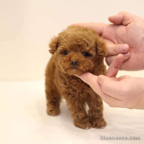 chiots cockapoo pour adoption 