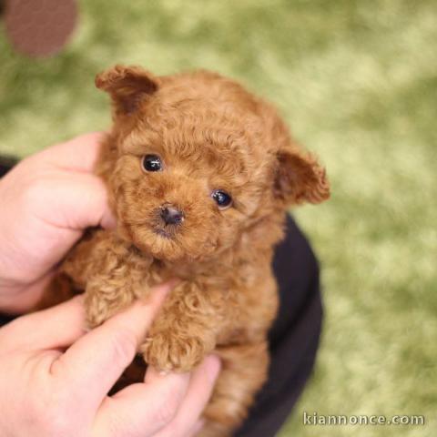 Bébé chiot cockapoo mâle a donner 