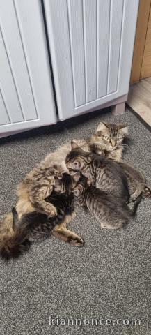 Disponible chaton a donner 