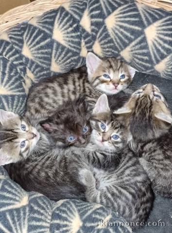 Bébé chaton Maine coon adorable 