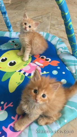 Chaton Maine coon à donner 