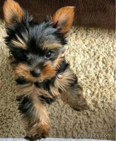 Adopter chiot York disponible 