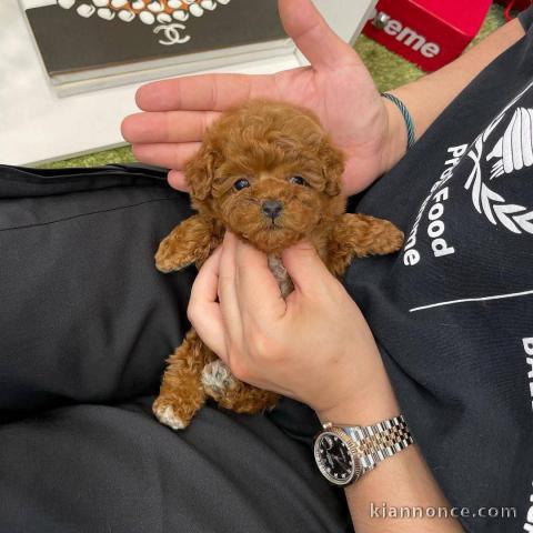 chiots cockapoo pour adoption 