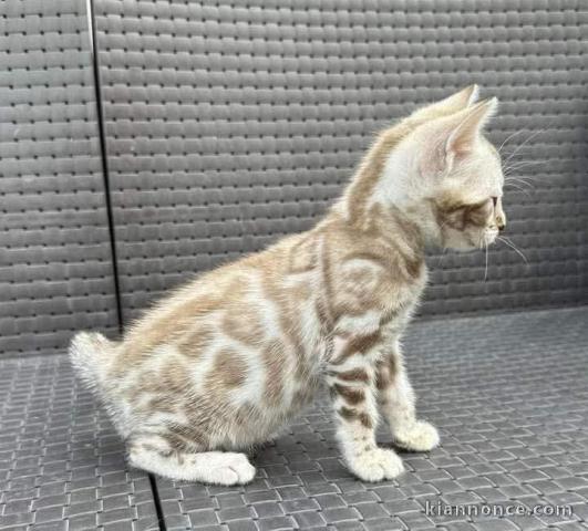 Chaton Bengal a donner 