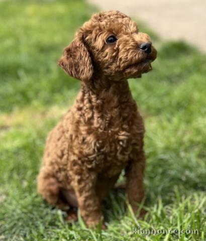 Chiots Caniche toys à vendre