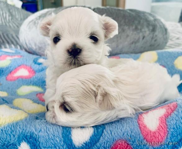 chiots bichon maltais à adopter 