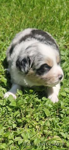 chiots berger australien lof à donner 