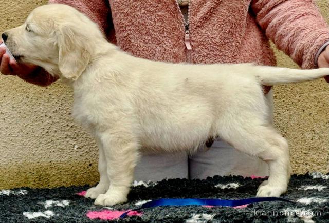 chiots golden retriever mâle a donner 