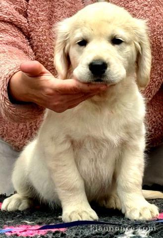 Je donne chiot golden retriever femelle adorable 