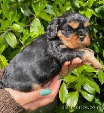 adoption chiot cavalier king charle 