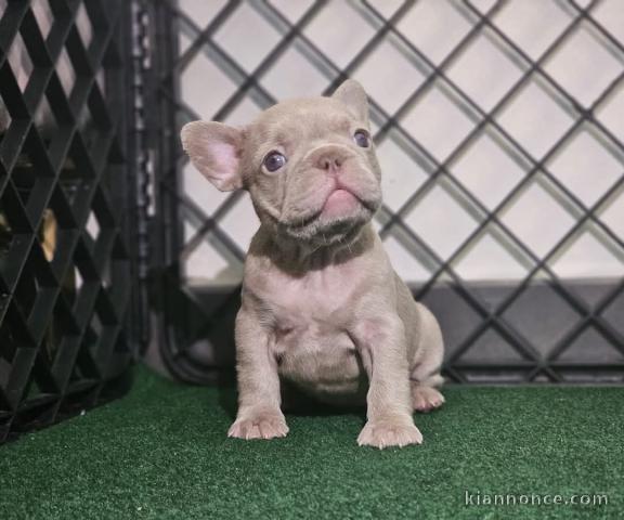 chiots bouledogue français à donner 