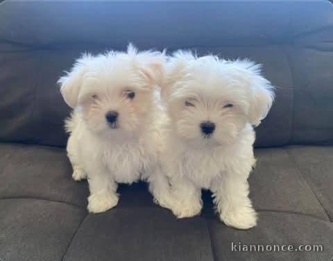 Bébé chiot bichon maltais disponible 