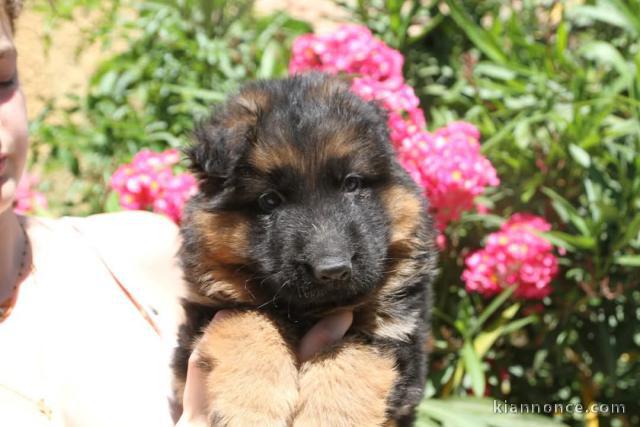 Bébé chiot berger allemand disponible 