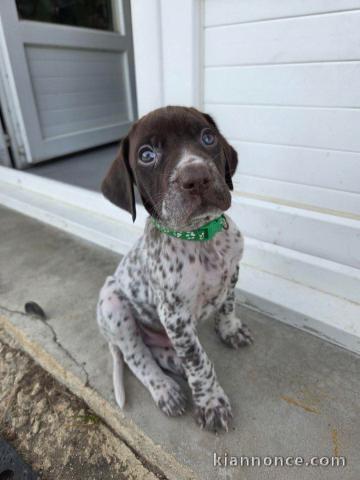 chiots braque allemand disponible de suite 