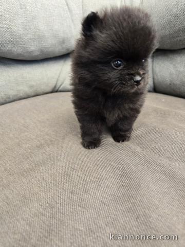 chiots spitz nain Poméranie à donner 