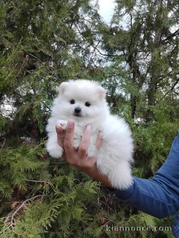 chiots spitz nain à adopter 