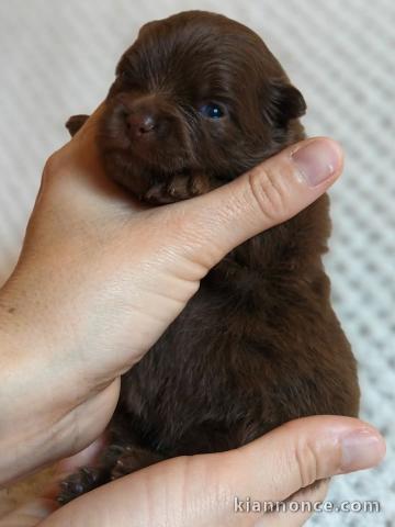 chiots spitz nain disponible 