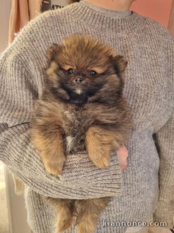 chiots spitz nain adorable 