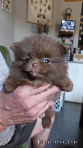 Bébé chiot spitz nain disponible 