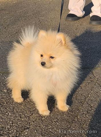 Adopter chiot spitz nain 