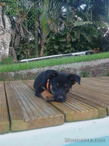 Chiots berger allemand disponible de suite 