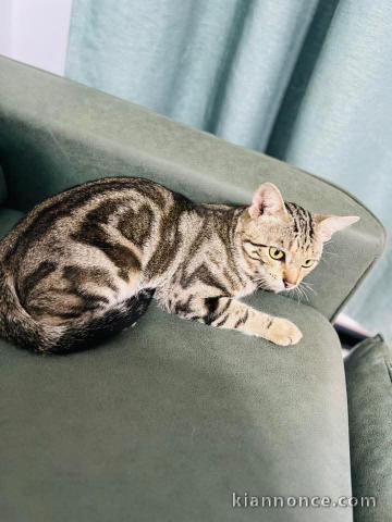 Bébé chaton Bengal disponible 