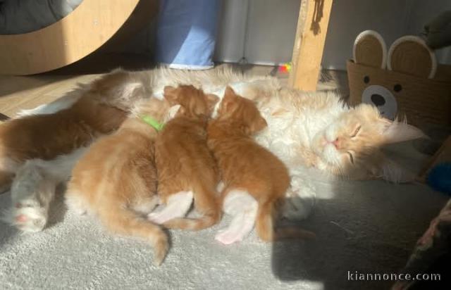 Chaton disponible pour adoption 