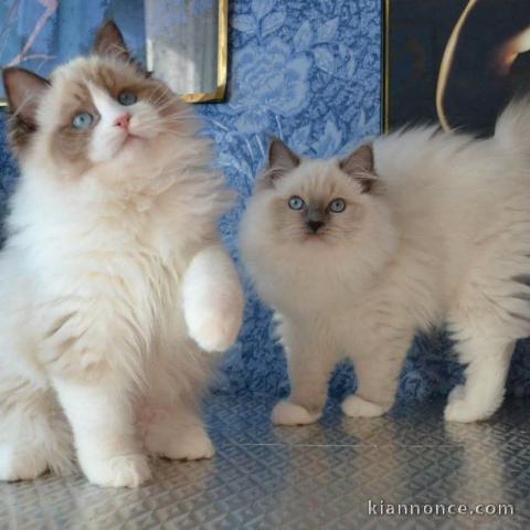 Chaton ragdoll femelle et mâle à donner 
