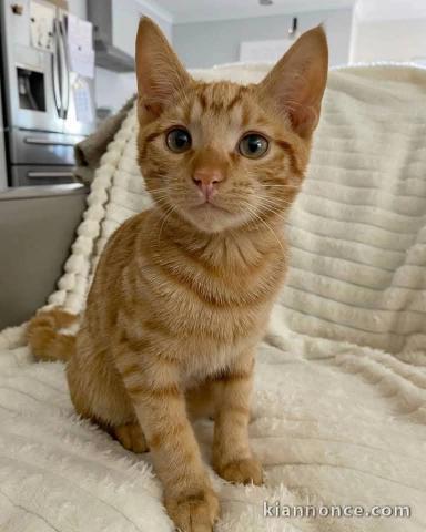 Je donne chaton roux disponible 