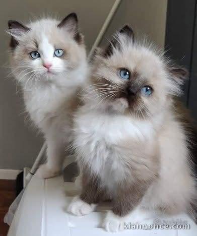 Chaton à adopter disponible 