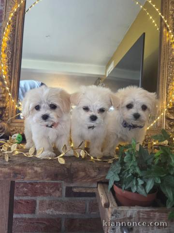Adopter chiot bichon maltais 