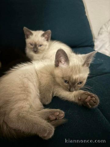 3 siamois disponibles dans un mois à l’âge de 3 mois