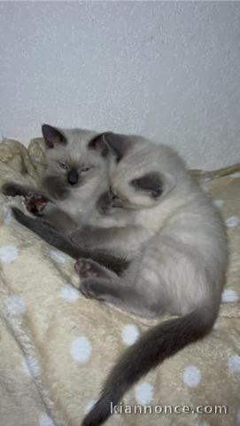 Adopter chaton siamois LOOF 