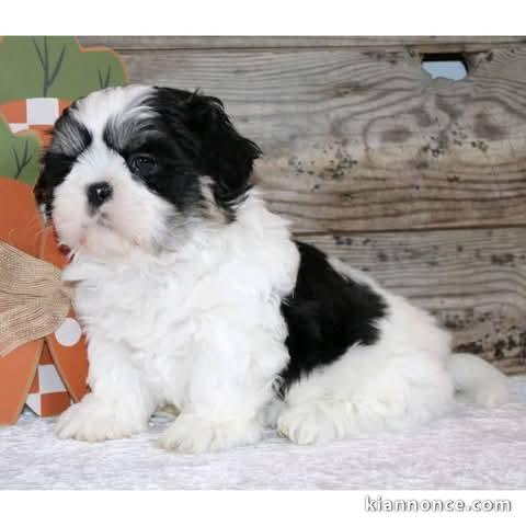 Chiots Shih Tzu a donner contre bon 