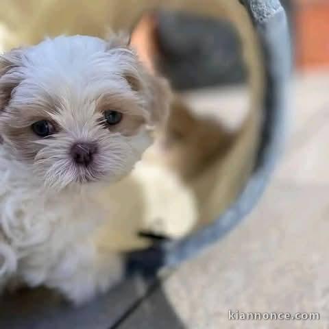 chiots Shih Tzu à a donner 