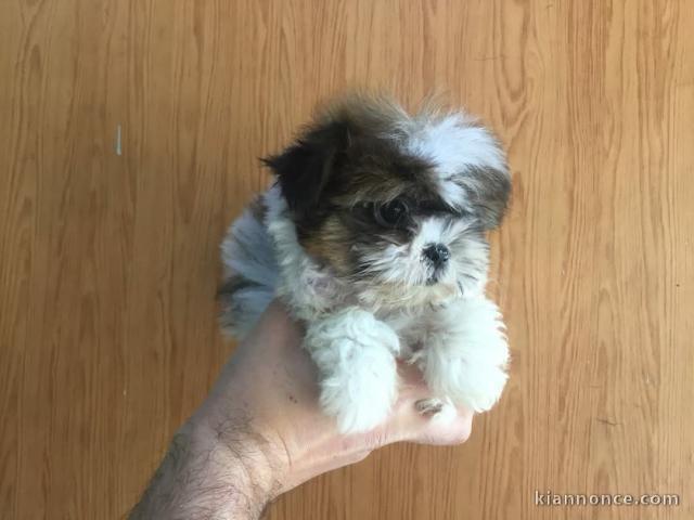 chiots Shih Tzu mâle disponible 