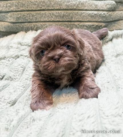 Chiots Shih Tzu à donner 