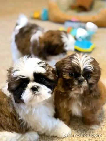 Chiots Shih Tzu à donner 