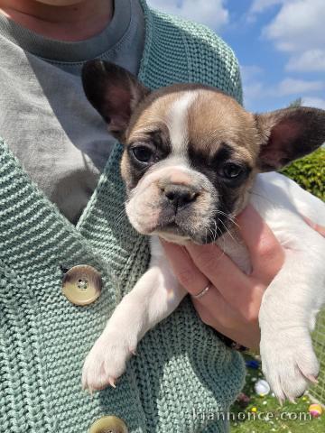 chiots bulldog français a donner 