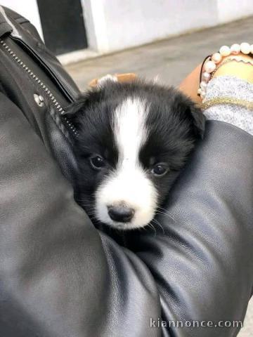 chiots Border collier mâle a donner 