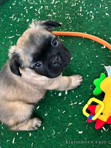 Bébé chiot bulldog français mâle à donner 
