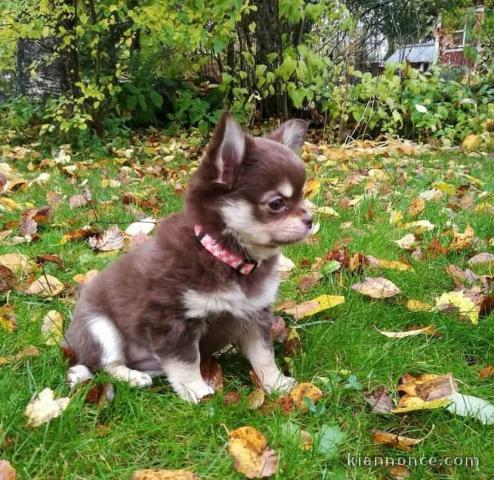 Je donne chiot chihuahua femelle