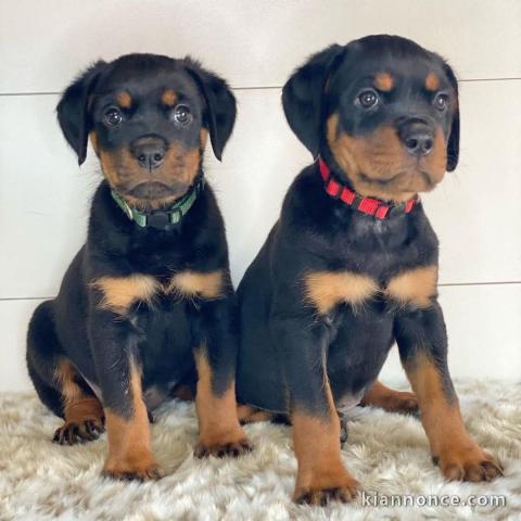 Bébé chiot rottweiler a donner 