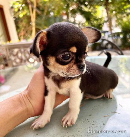 Adopter chiot chihuahua femelle 