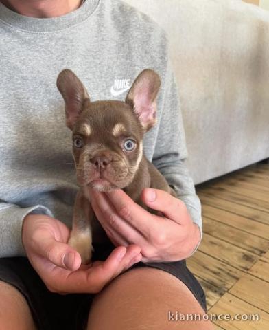 Bébé chiot bulldog français mâle 