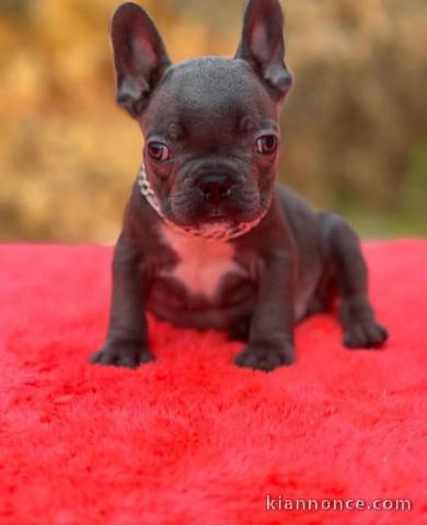 Adoption chiot bouledogue français 