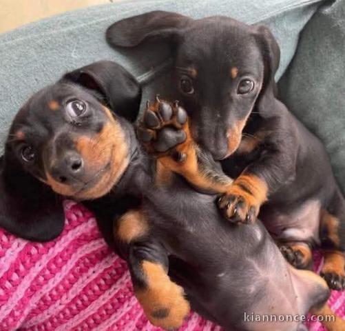 Chiots Teckel a donner 